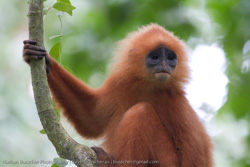 Borneo - The Best Of
